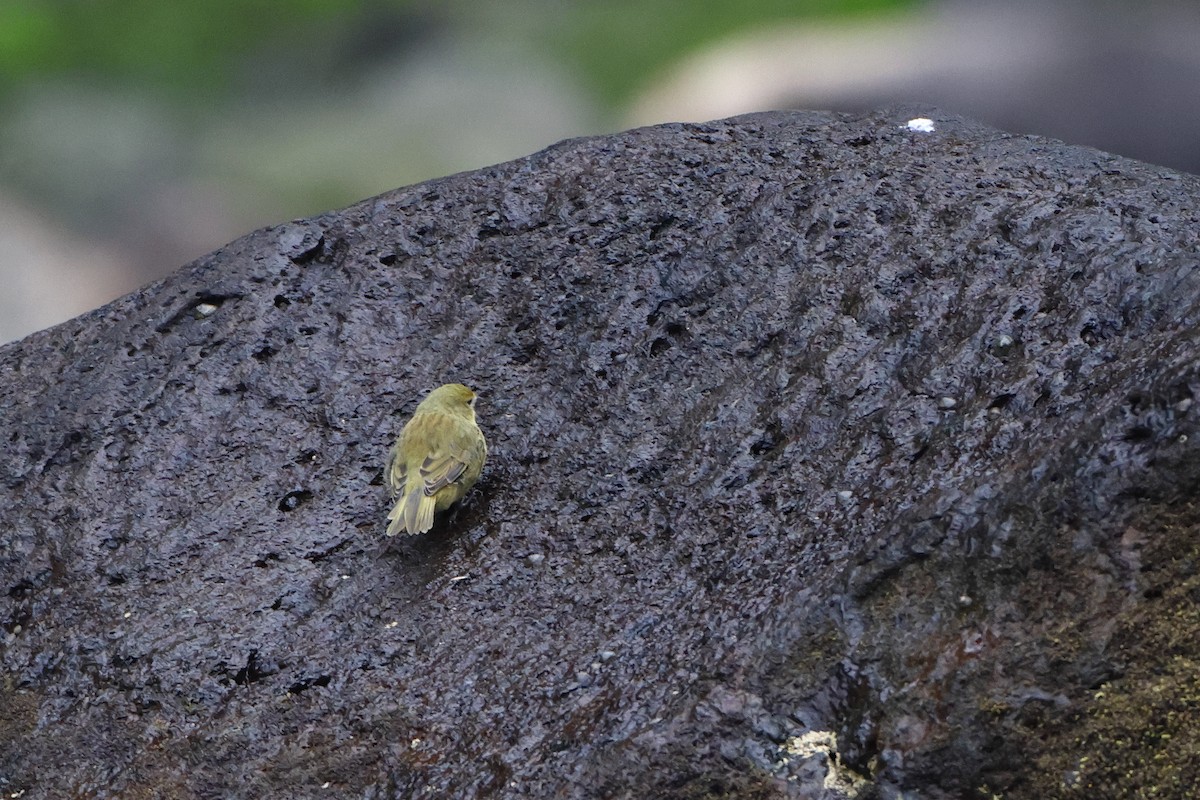 Inaccessible Island Finch - ML622408957