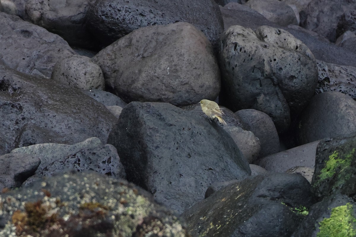 Inaccessible Island Finch (Lowland) - ML622408958