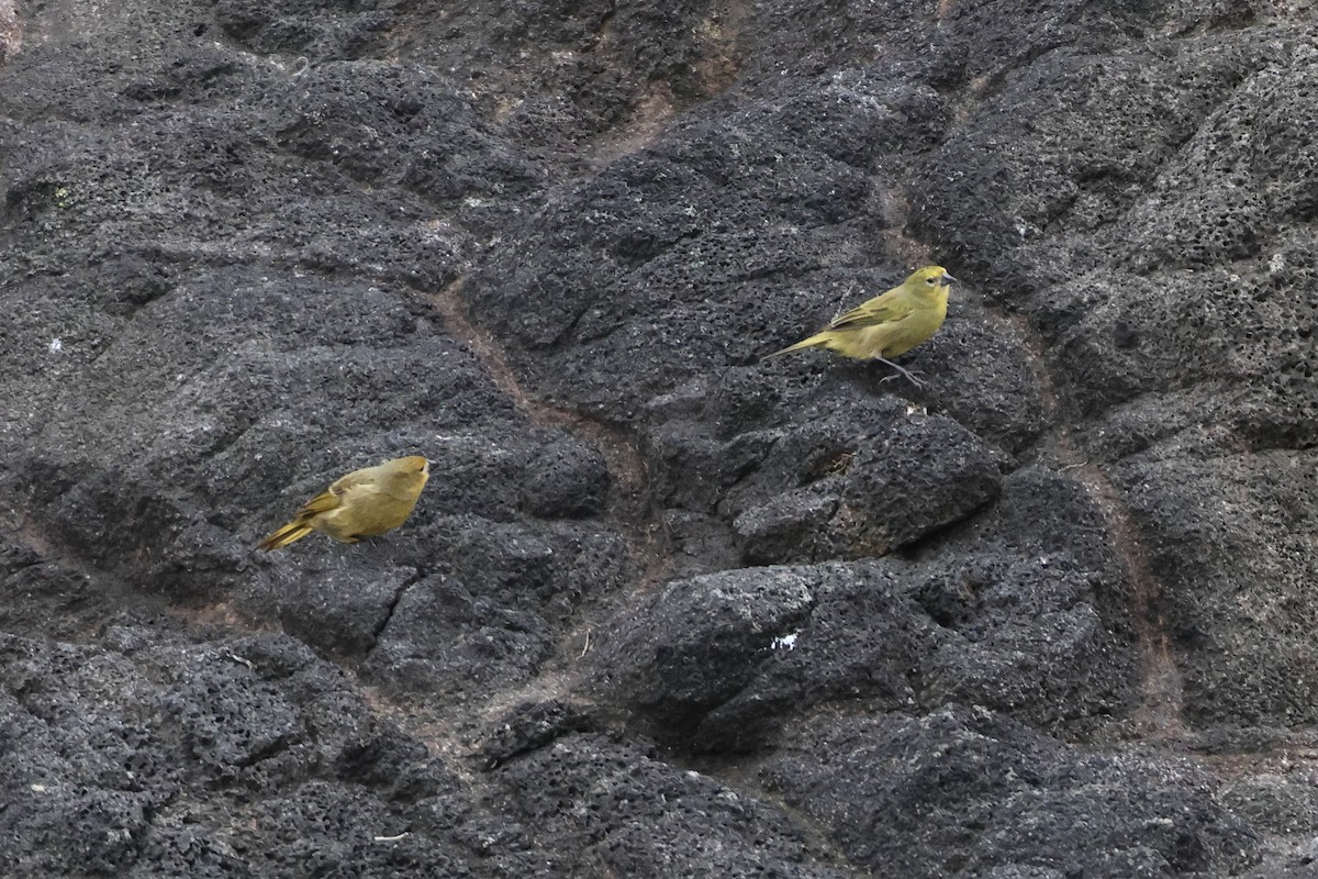 Inaccessible Island Finch - ML622408959