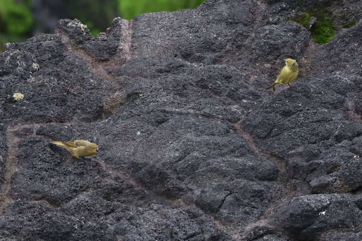 Inaccessible Island Finch - ML622408960