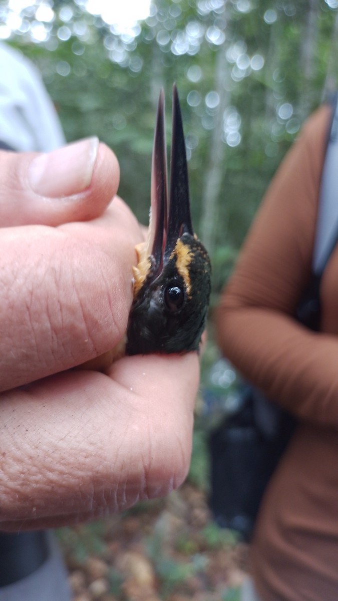 American Pygmy Kingfisher - ML622409025