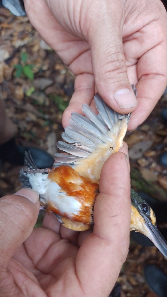 American Pygmy Kingfisher - ML622409026