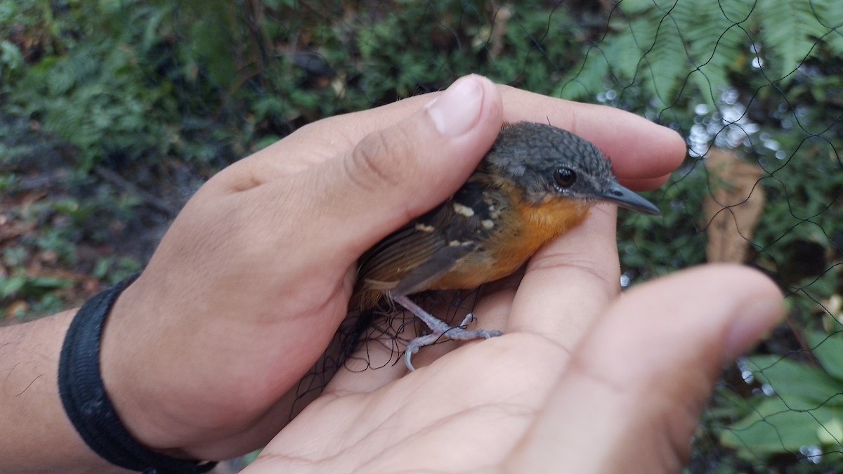 Chestnut-tailed Antbird - ML622409027