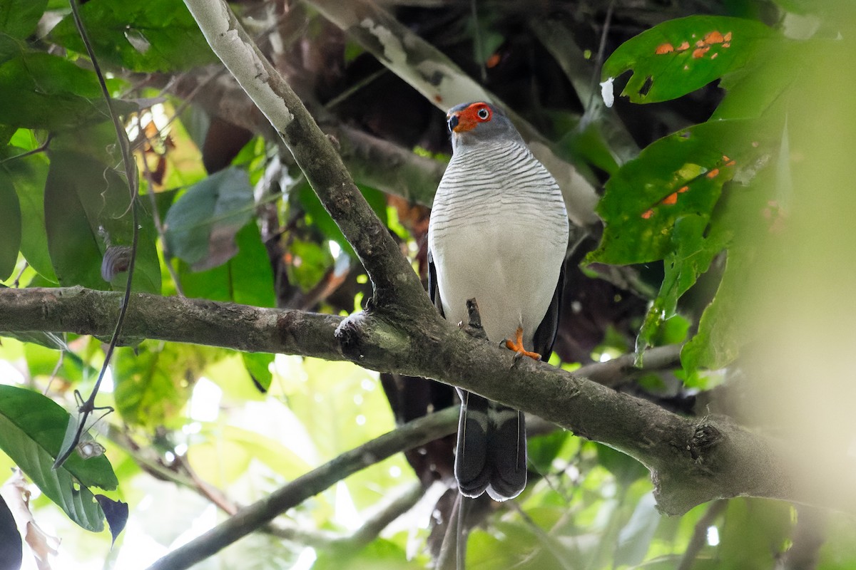 ML622409102 - Cryptic Forest-Falcon - Macaulay Library