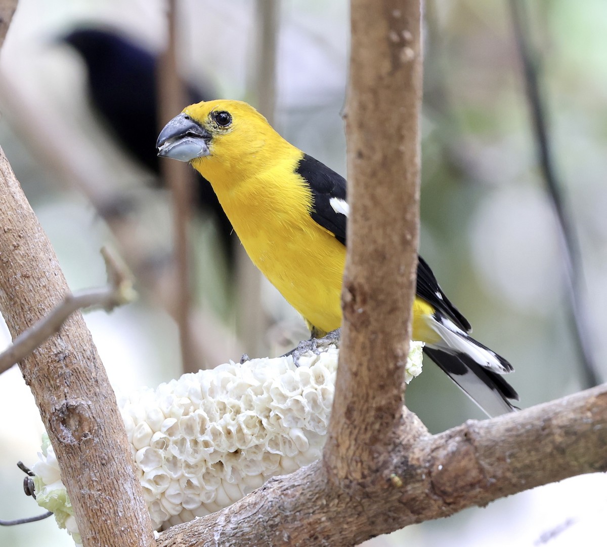 Golden Grosbeak - ML622409246