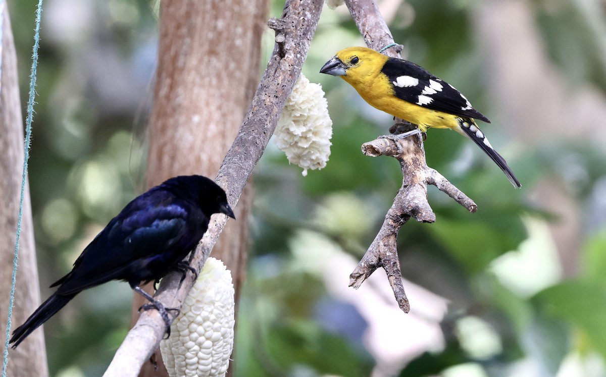 Golden Grosbeak - ML622409247