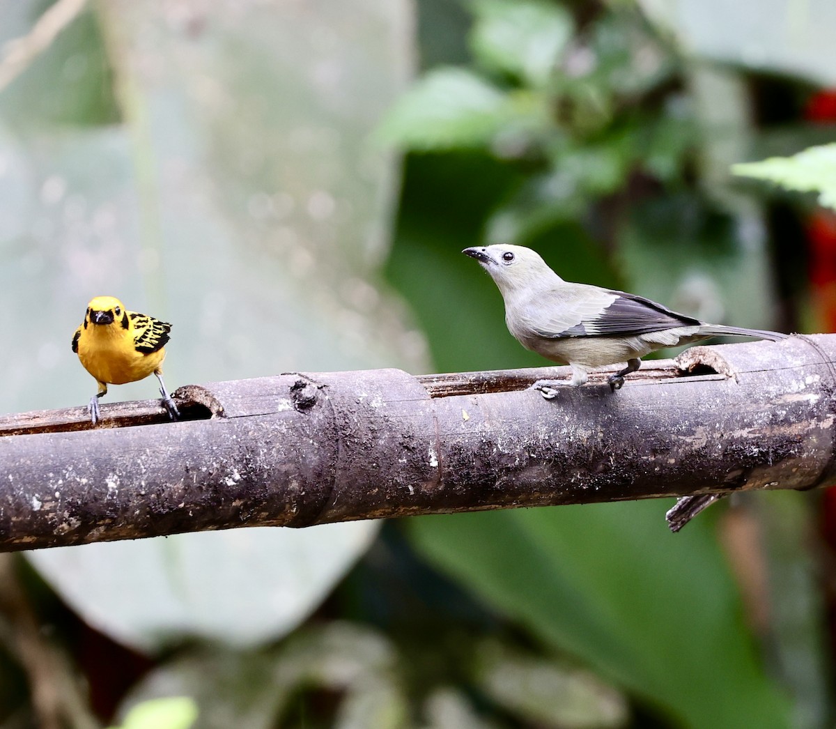 Blue-gray Tanager - ML622409257