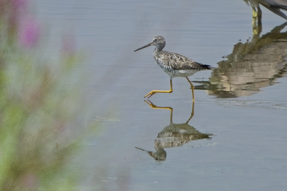 Greater Yellowlegs - Xabier Vázquez Pumariño