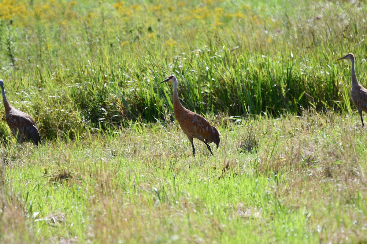 Sandhill Crane - ML622409433