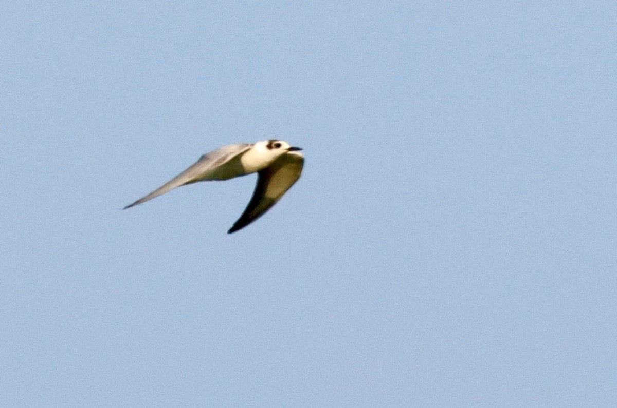 White-winged Tern - ML622409686