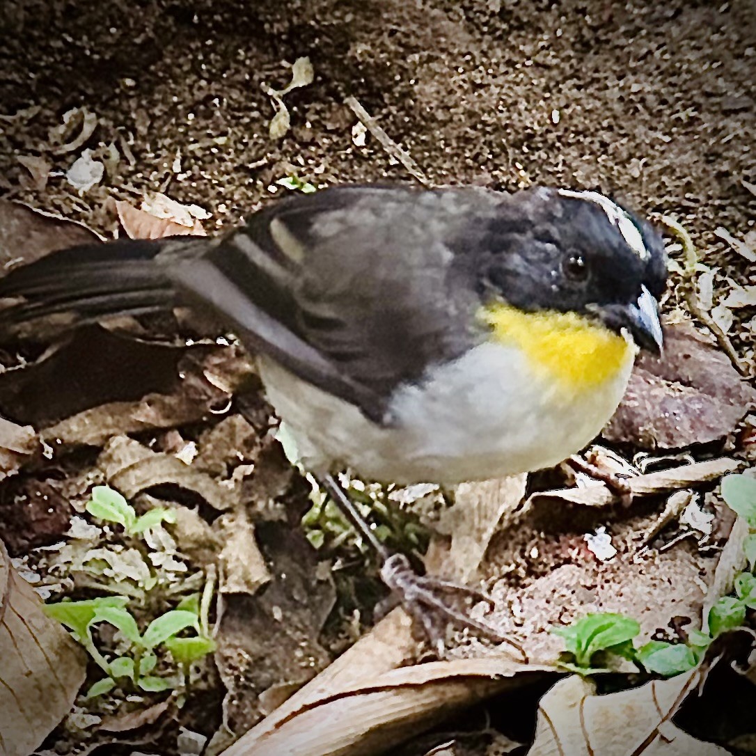 White-naped Brushfinch - Adrian Cordero