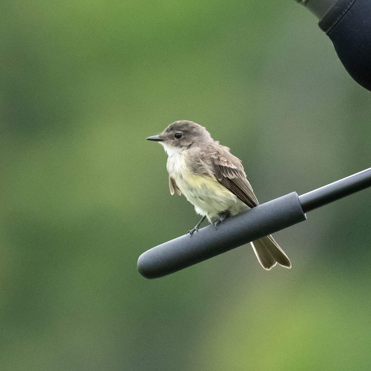 Eastern Phoebe - Lynn Gregg