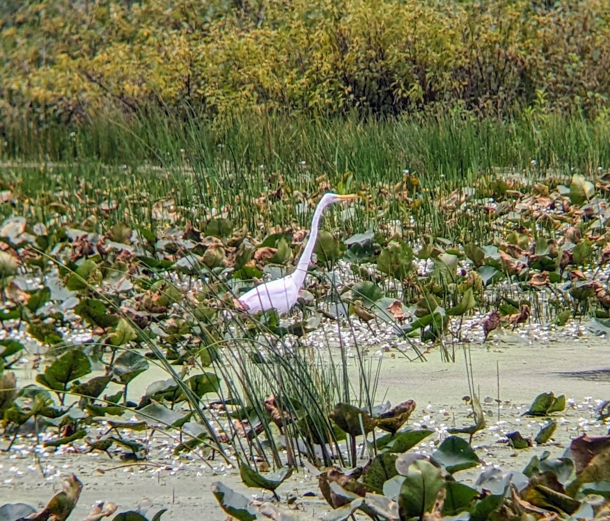Great Egret - ML622409829