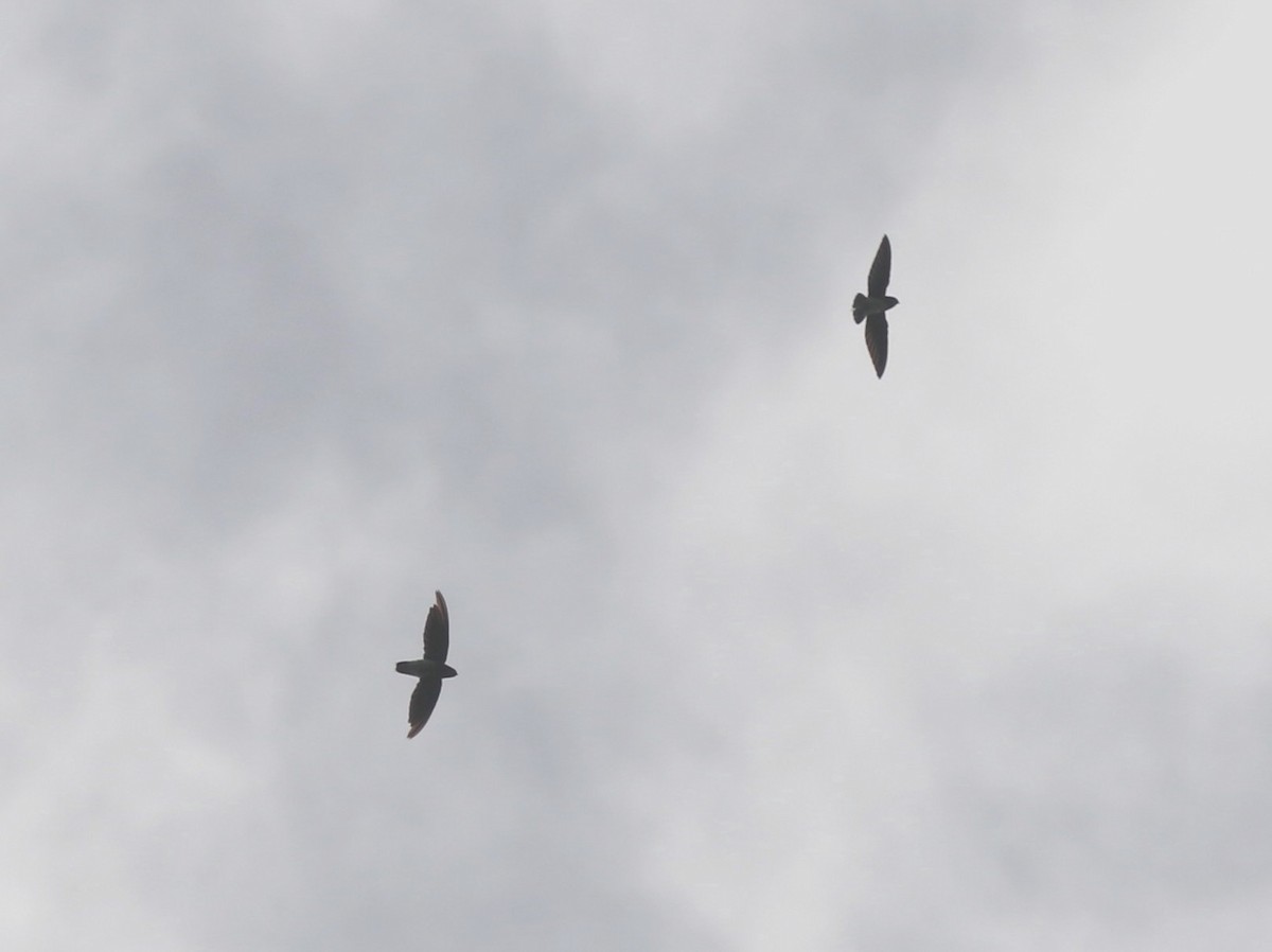 Cassin's Spinetail - ML622409855