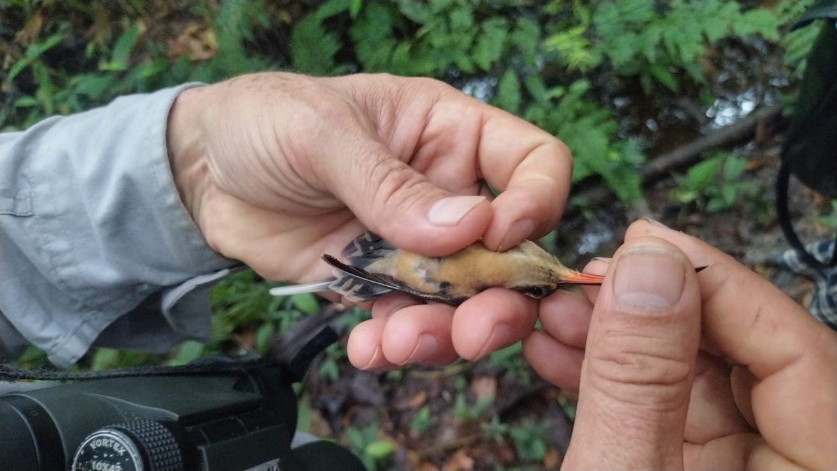 Great-billed Hermit - ML622409867