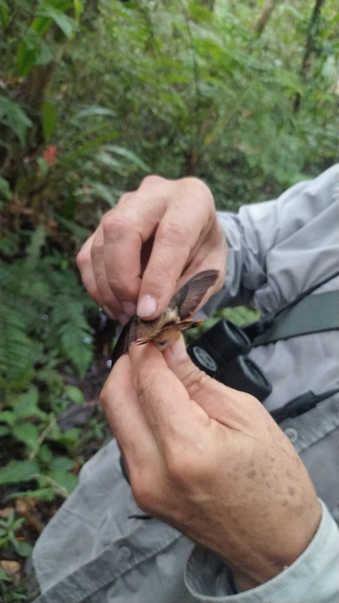 Great-billed Hermit - ML622409868