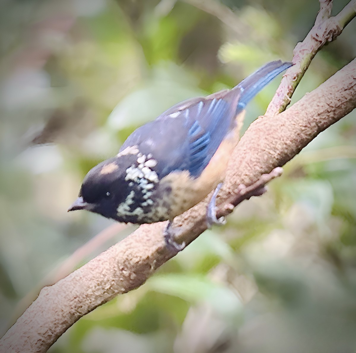 Spangle-cheeked Tanager - ML622409887