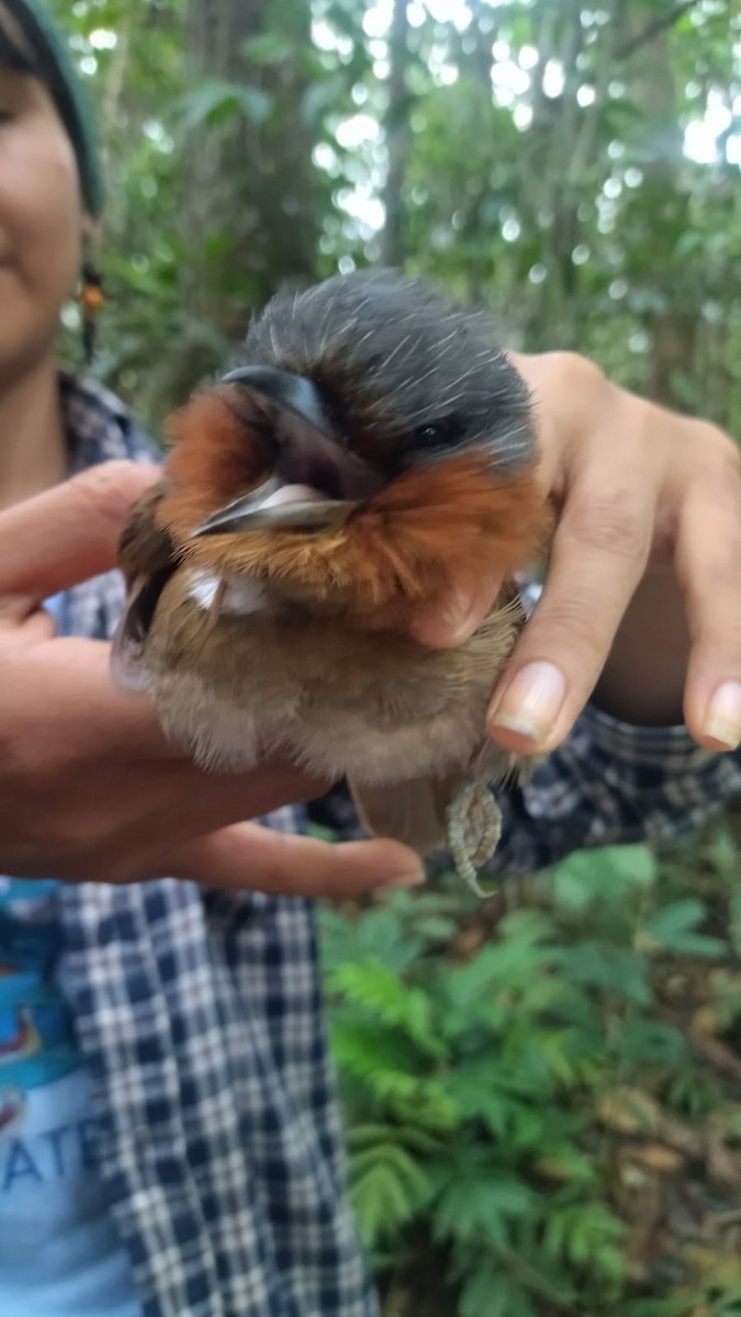 Rufous-necked Puffbird - ML622409888