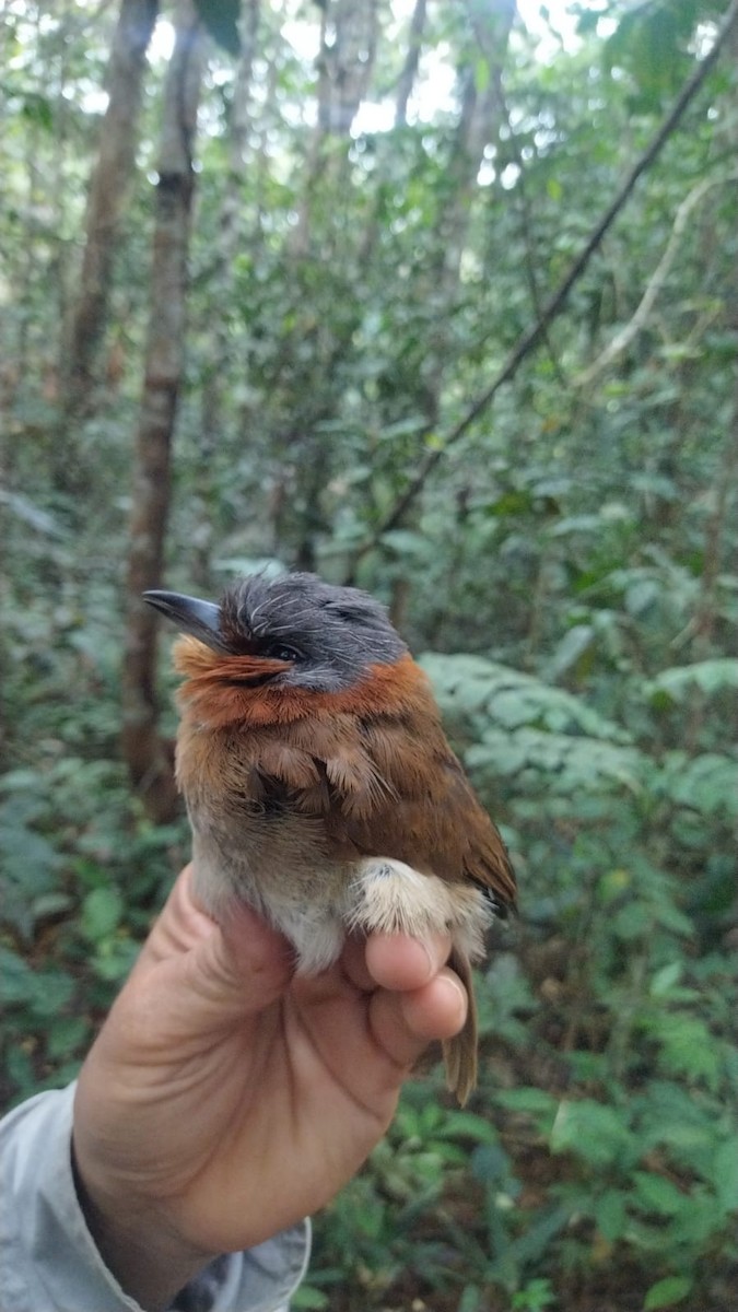 Rufous-necked Puffbird - ML622409889