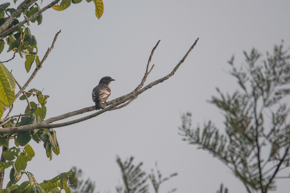 Котинга-білокрил амарантова - ML622409900