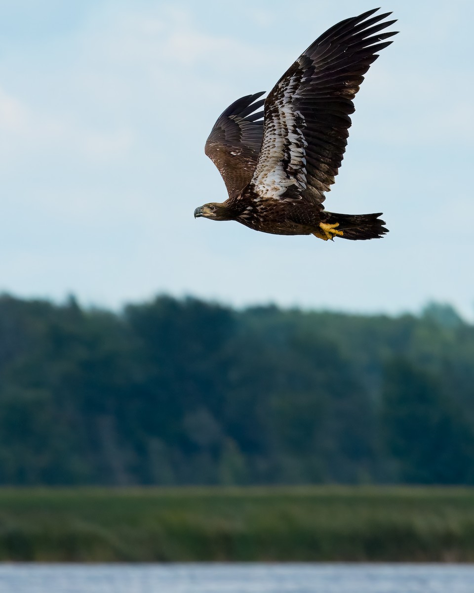 Bald Eagle - ML622409906