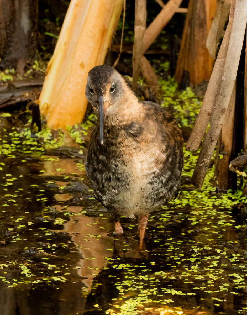 Virginia Rail - ML622409909