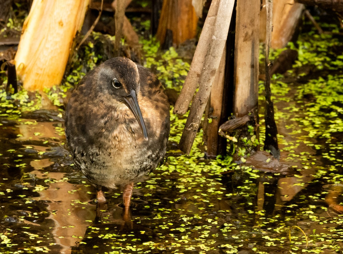 Virginia Rail - ML622409910