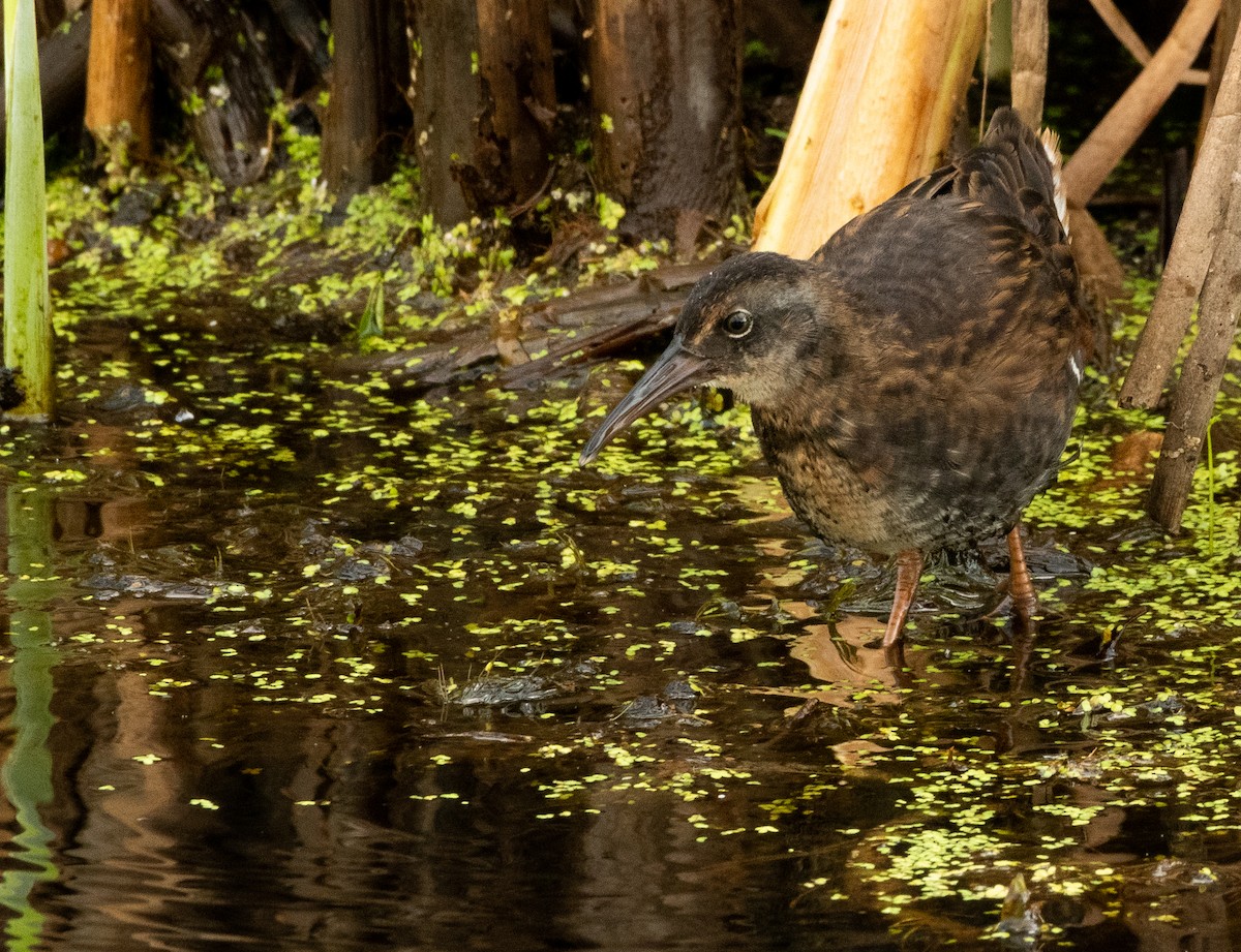 Virginia Rail - ML622409911