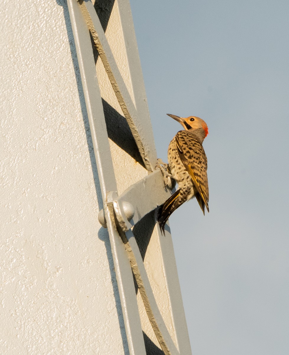 Northern Flicker - ML622409920