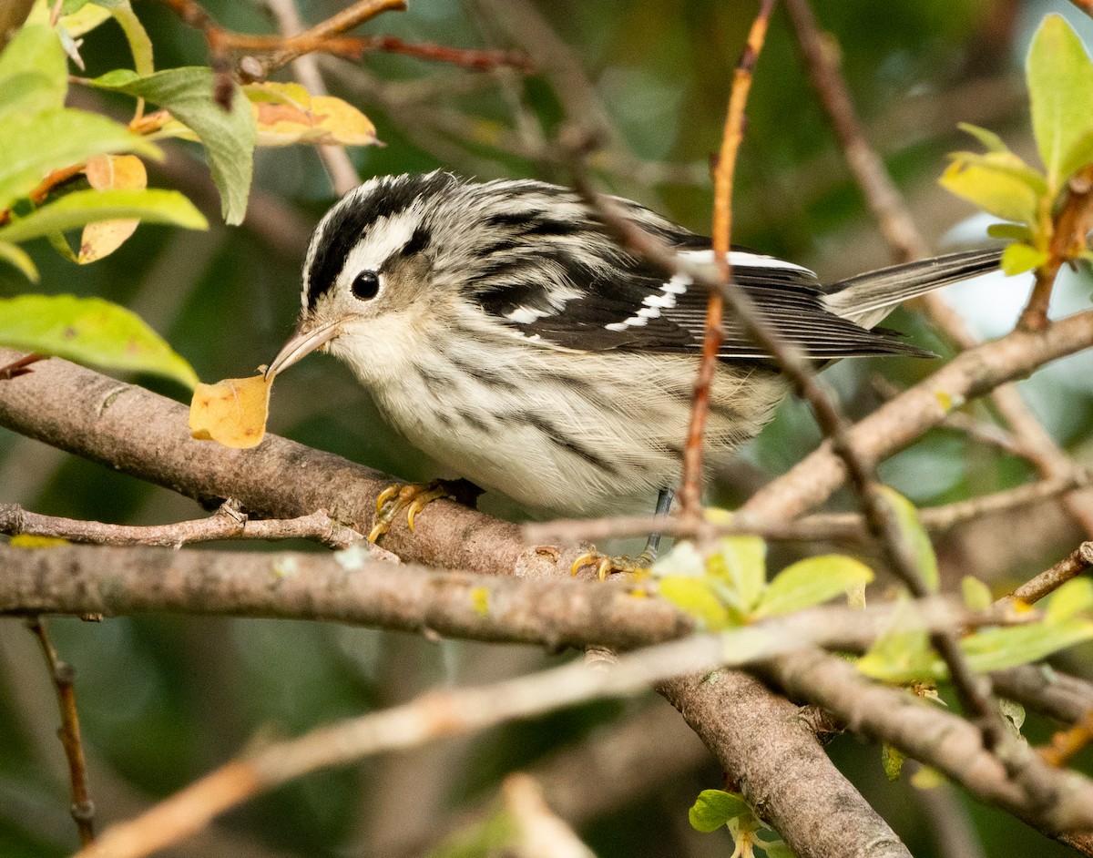 Black-and-white Warbler - ML622409948