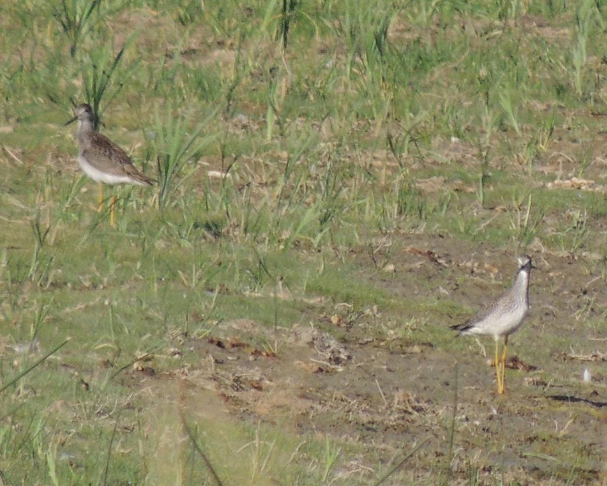 Lesser Yellowlegs - ML622409949