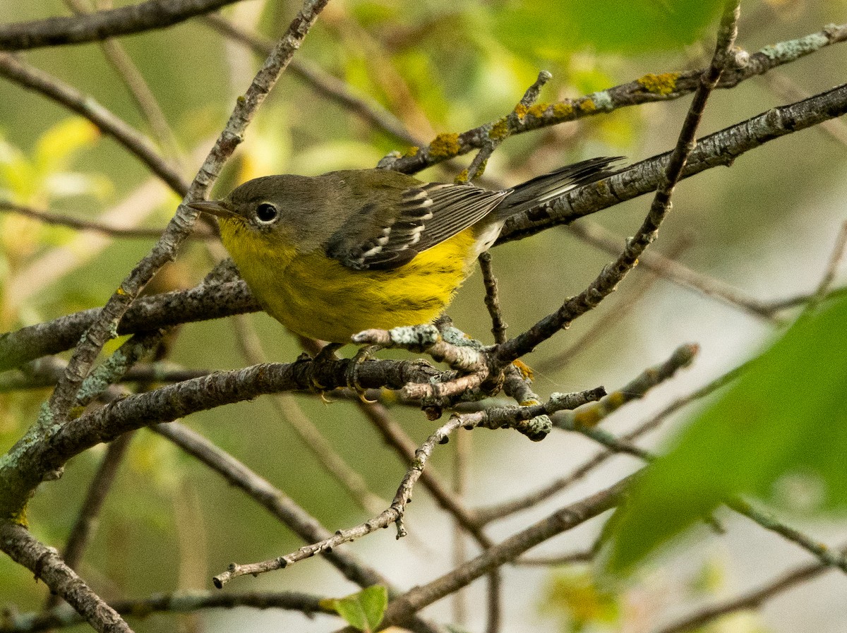 Magnolia Warbler - ML622409953