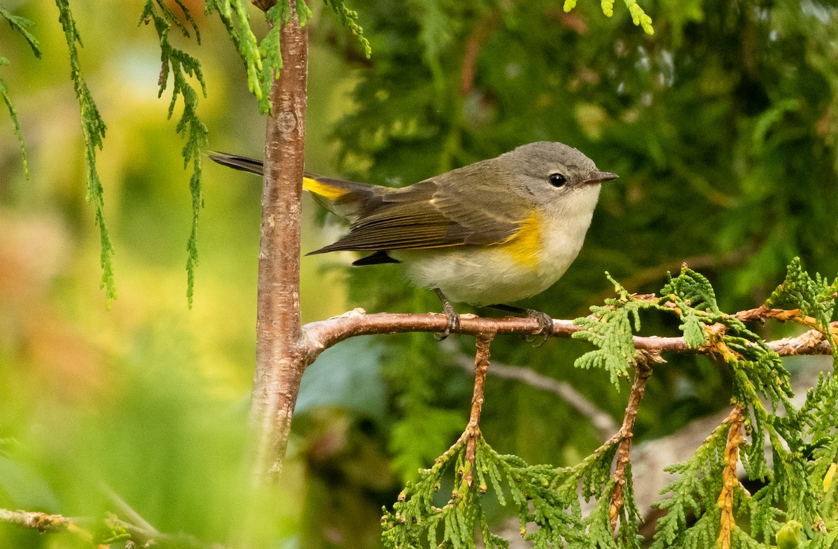 American Redstart - ML622409954