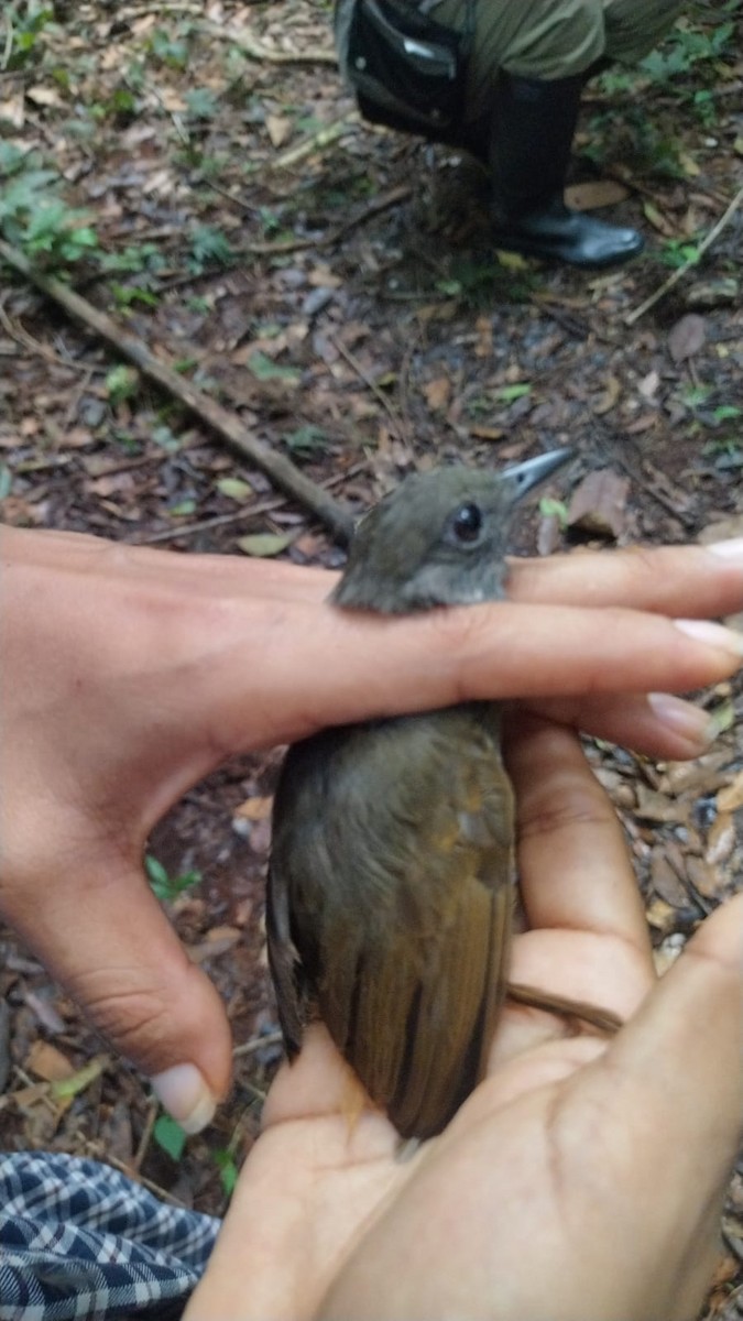 Cinereous Antshrike - ML622409960