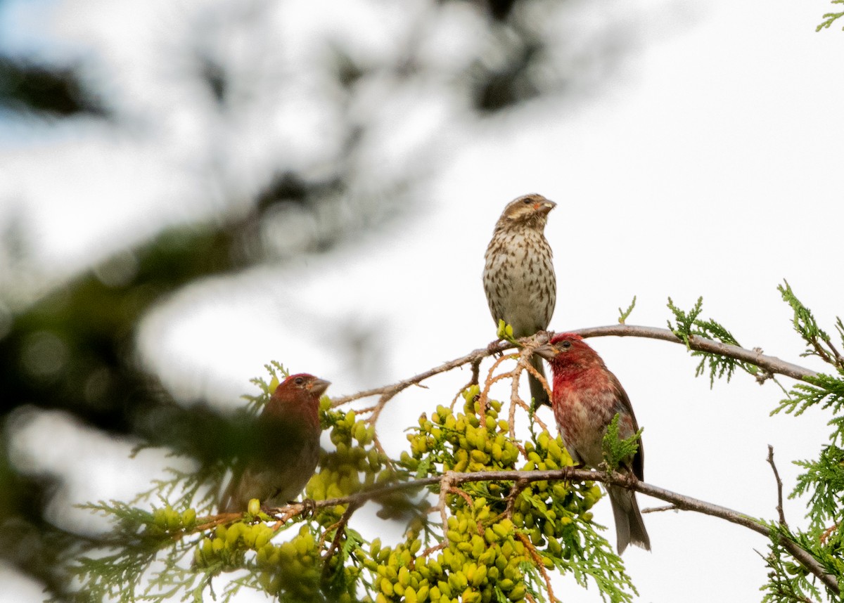 Purple Finch - ML622409971