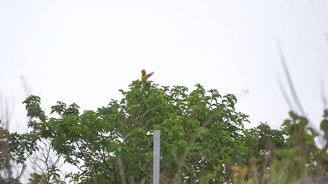 Yellow-throated Longclaw - ML622409992