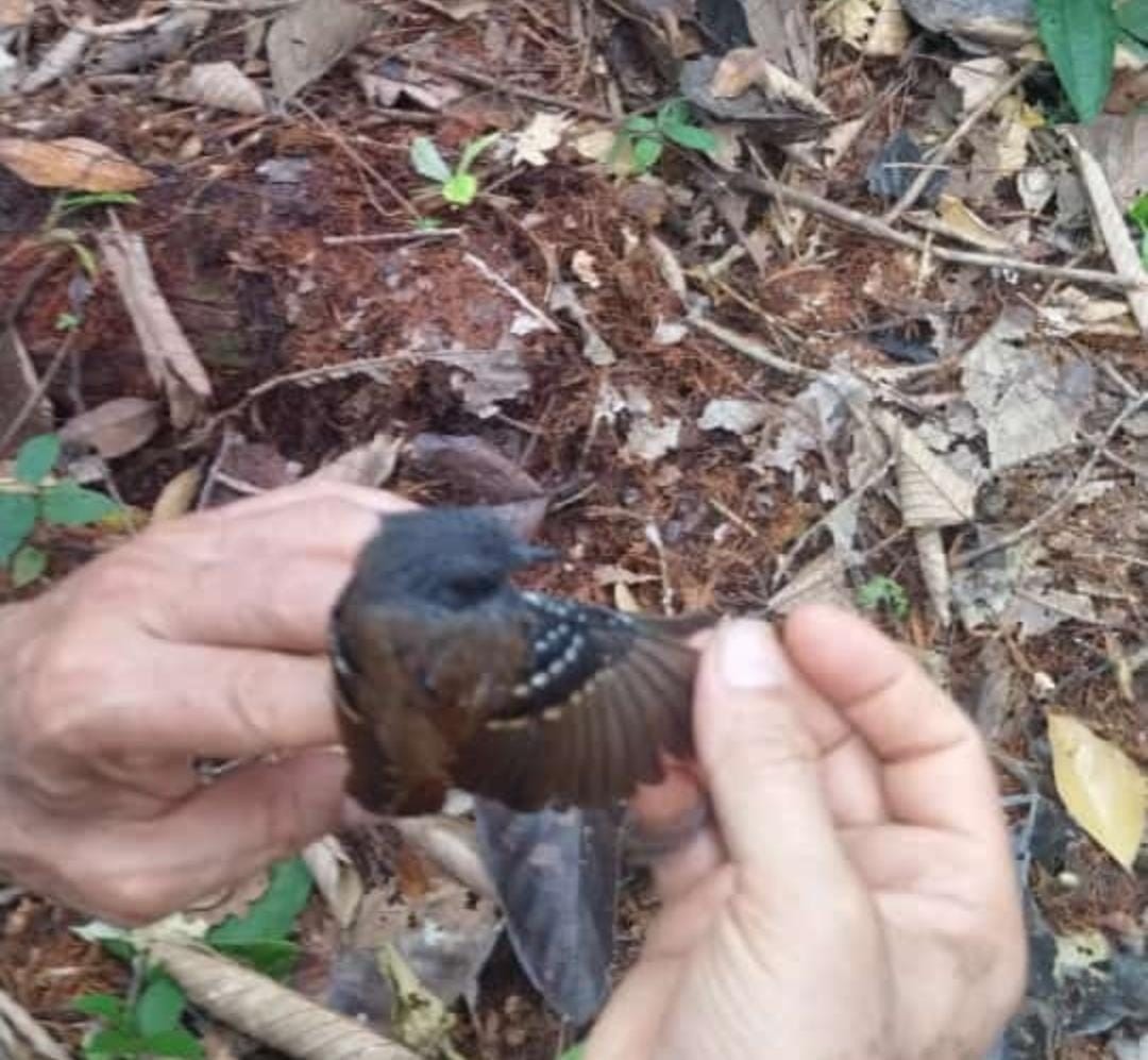 Chestnut-tailed Antbird - ML622410004