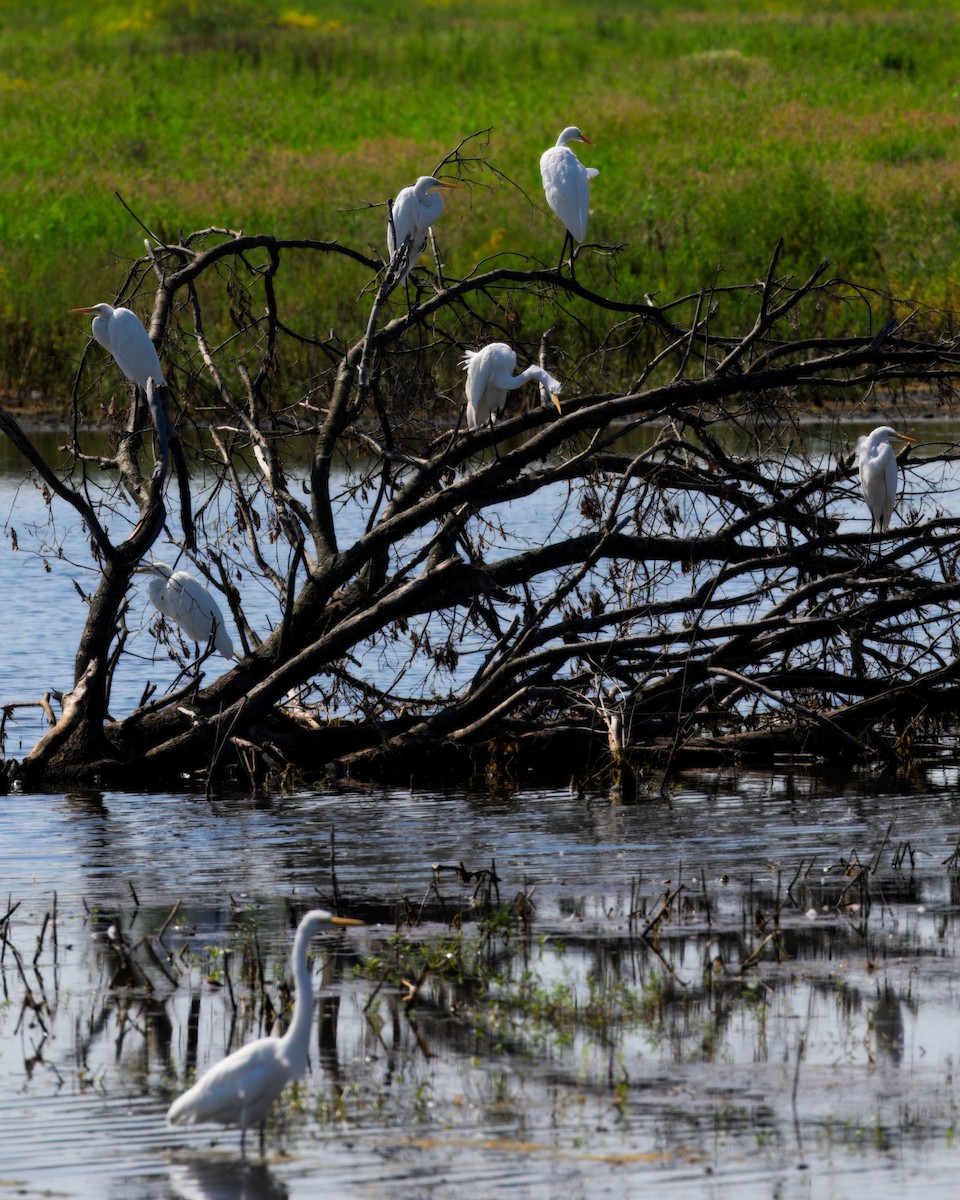 Great Egret - ML622410005