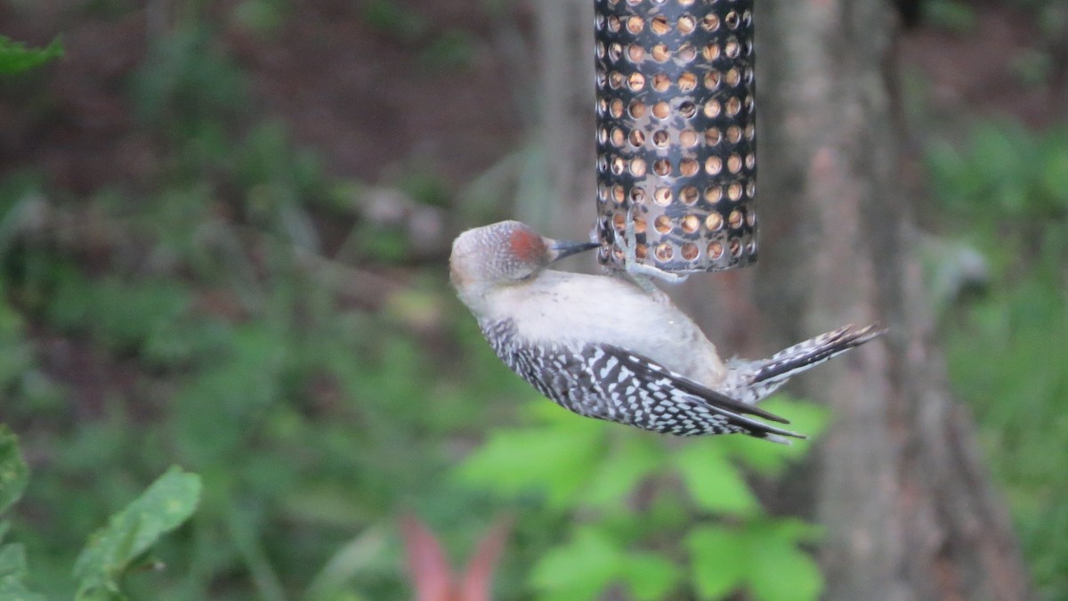 Red-bellied Woodpecker - ML622410018