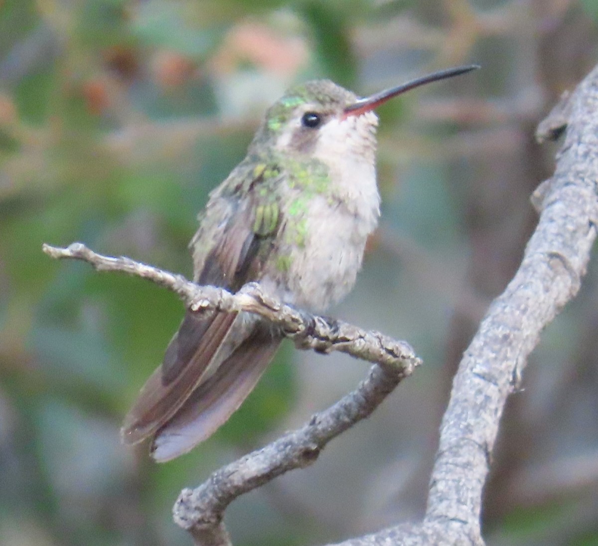 Colibri circé - ML622410019
