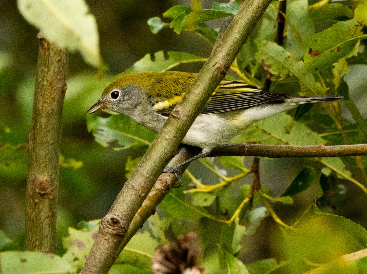 Chestnut-sided Warbler - ML622410024