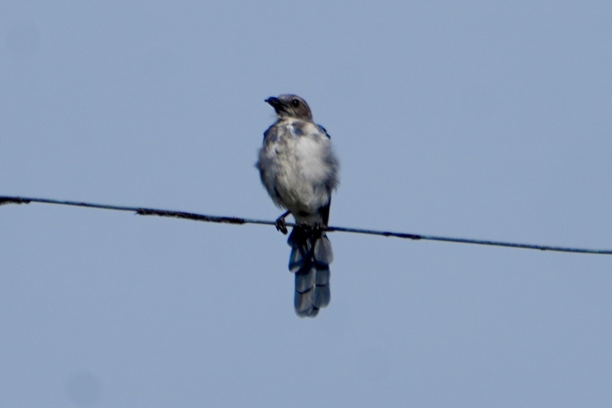 California Scrub-Jay - ML622410027