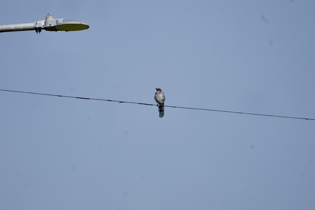 California Scrub-Jay - Kevin Waggoner