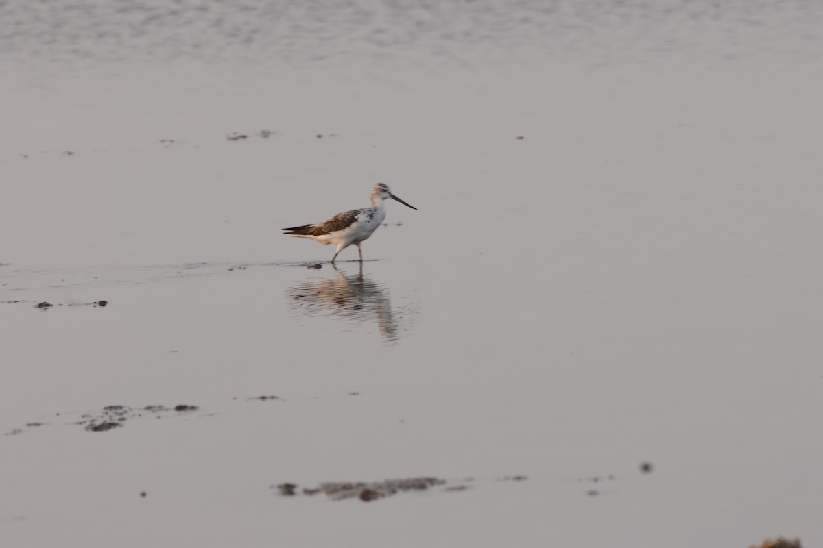 Common Greenshank - ML622410031