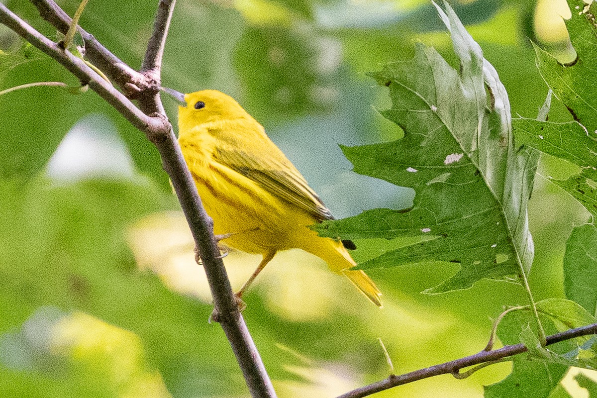 gulparula (aestiva gr.) - ML622410041