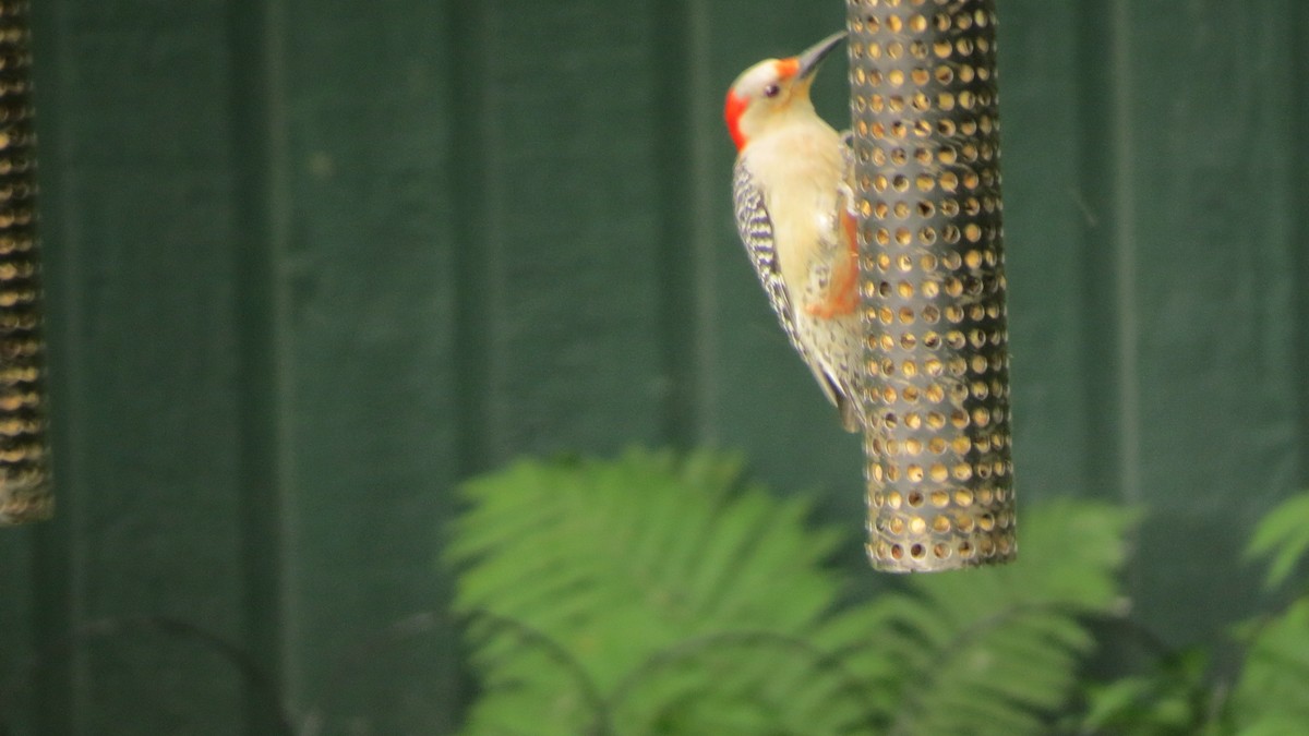 Red-bellied Woodpecker - ML622410042