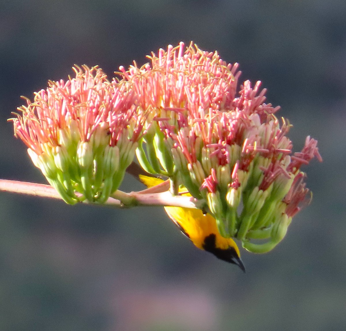 Oriole masqué - ML622410051