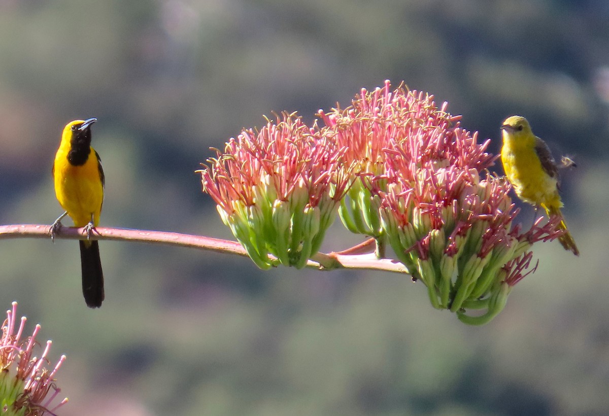 Oriole masqué - ML622410052