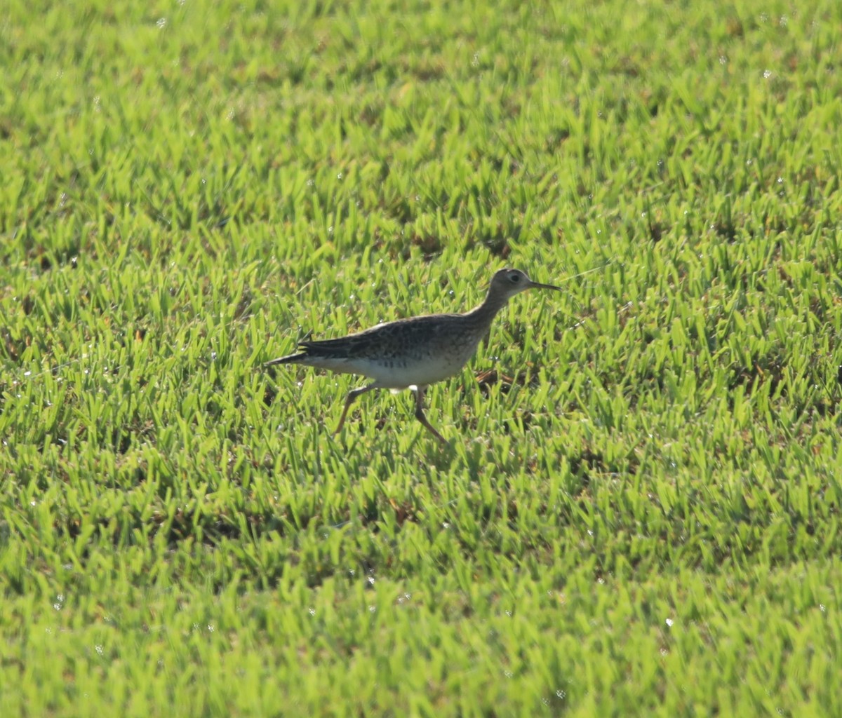 Upland Sandpiper - ML622410054