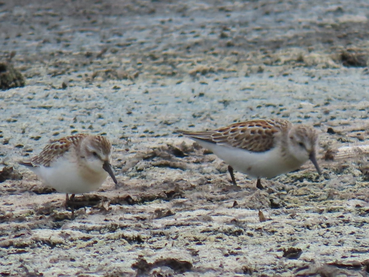 Western Sandpiper - ML622410072